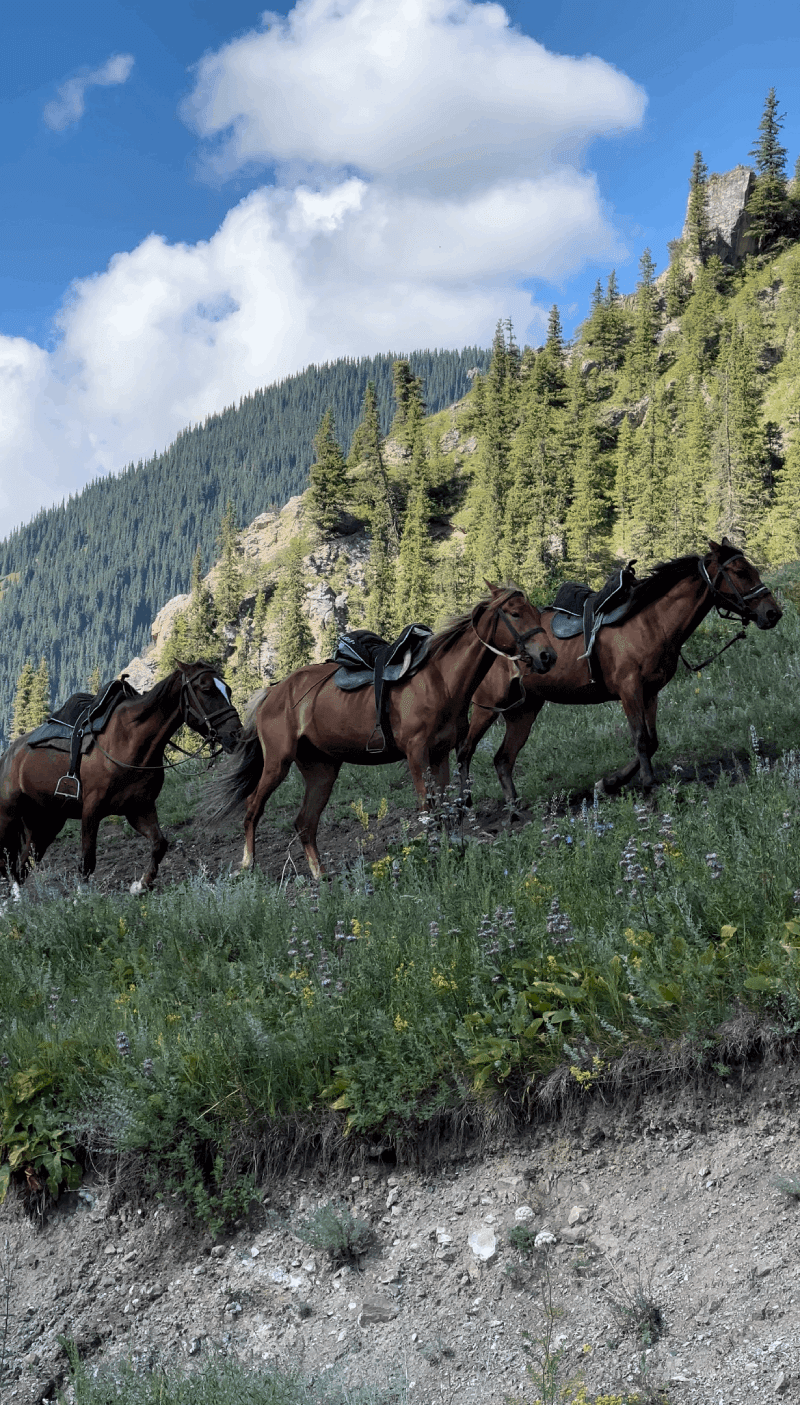 Horse tours